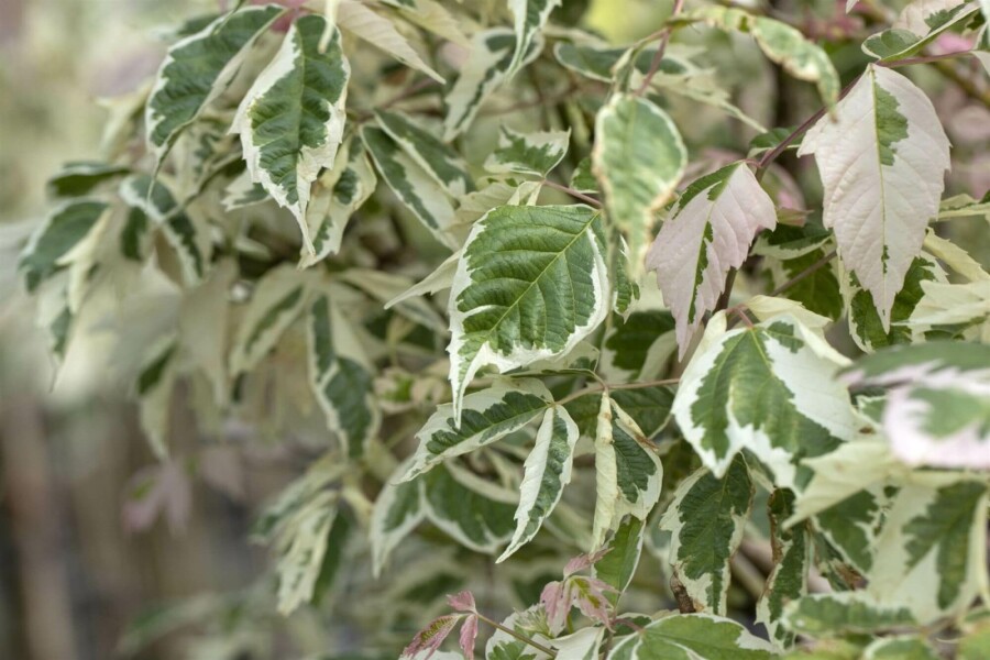 Érable negundo Acer negundo 'Flamingo' arbuste 40-50 C3 Acer negundo 'Flamingo' arbuste 40-50 cm