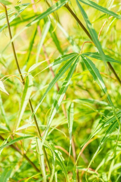 Érable du japon Acer palmatum 'Koto-no-ito' arbuste 40-50 C5 Acer palmatum 'Koto-no-ito' arbuste 40-50 cm