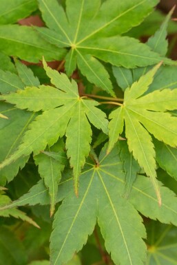 Érable du japon Acer palmatum 'Little Princess' arbuste 40-50 C3 Acer palmatum 'Little Princess' arbuste 40-50 cm