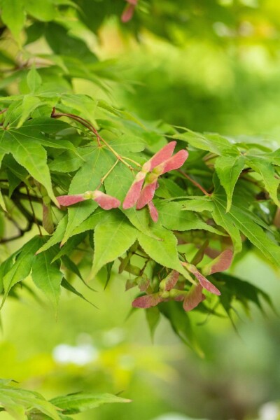 Érable du japon Acer palmatum 'Osakazuki' arbuste 40-60 C4 Acer palmatum 'Osakazuki' arbuste 40-60 cm