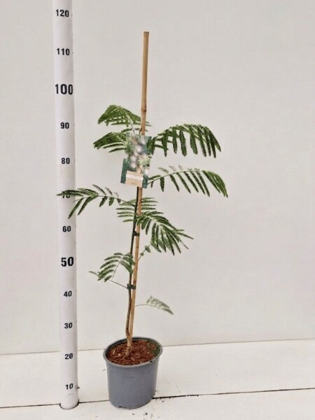 Albizia julibrissin tuteuré 40-50 cm