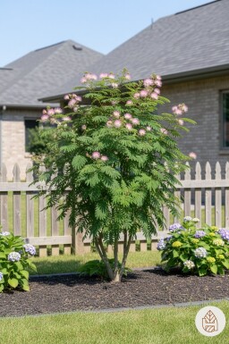 Albizia julibrissin arbuste 40-50 cm