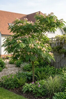 Albizia julibrissin tuteuré 40-50 cm