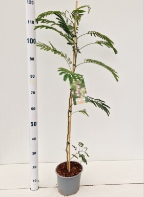 Albizia julibrissin arbuste 100-125 cm