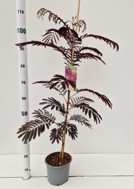 Albizia julibrissin 'Summer Chocolate' arbuste 50-60 cm
