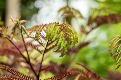 Albizia julibrissin 'Summer Chocolate' C3 80-100