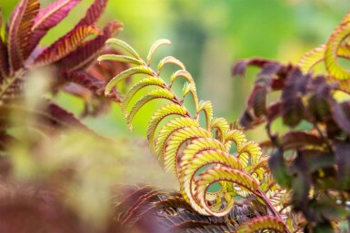 Albizia julibrissin 'Summer Chocolate' C3 80-100