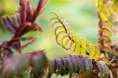 Albizia julibrissin 'Summer Chocolate' C3 80-100