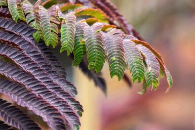 Albizia julibrissin 'Summer Chocolate' C3 80-100