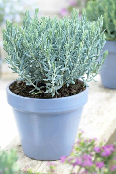 Bruyère des marais Andromeda polifolia 'Blue Lagoon' arbuste 20-25 C2 Andromeda polifolia 'Blue Lagoon' arbuste 20-25 cm