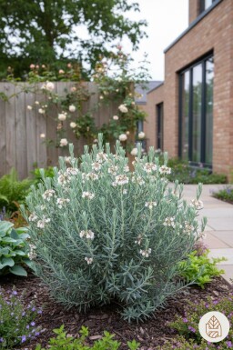 Andromeda polifolia 'Blue Lagoon' arbuste 20-25 cm