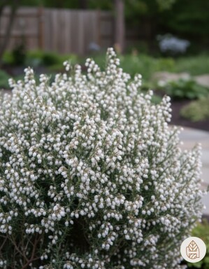 Andromeda polifolia 'Compacta' arbuste 20-25 cm