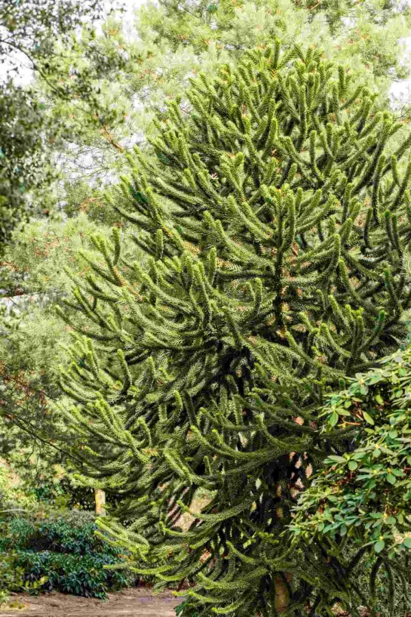 Désespoir des singes Araucaria araucana arbuste 20-25 C3 Araucaria araucana arbuste 20-25 cm