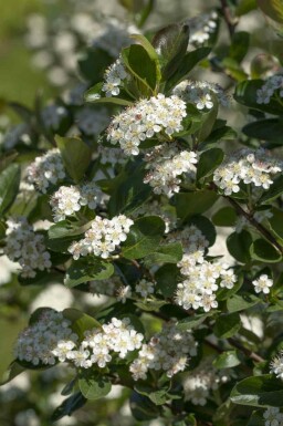 Aronia prunifolia 'Viking' C20 100-125