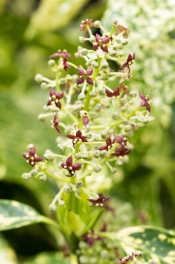 Aucuba du japon Aucuba japonica 'Crotonifolia' arbuste 20-30 C2,5 Aucuba japonica 'Crotonifolia' arbuste 20-30 cm