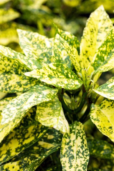 Aucuba du japon Aucuba japonica 'Crotonifolia' arbuste 30-45 C5 Aucuba japonica 'Crotonifolia' arbuste 30-45 cm