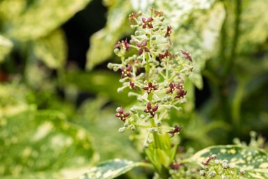 Aucuba du japon Aucuba japonica 'Crotonifolia' arbuste 30-45 C5 Aucuba japonica 'Crotonifolia' arbuste 30-45 cm