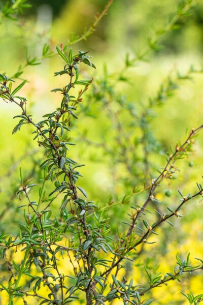 Berbéris à feuilles étroites Berberis stenophylla arbuste 20-30 C2 Berberis stenophylla arbuste 20-30 cm