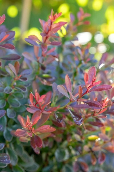 Berberis thunbergii 'Bagatelle' arbuste 20-25 cm