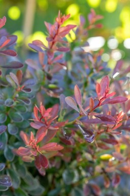 épine-vinette de Thunberg Berberis thunbergii 'Bagatelle' arbuste Berberis thunbergii 'Bagatelle' arbuste