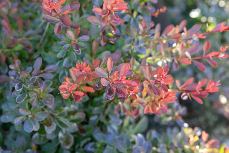 épine-vinette de Thunberg Berberis thunbergii 'Bagatelle' arbuste 20-30 C2 Berberis thunbergii 'Bagatelle' arbuste 20-30 cm