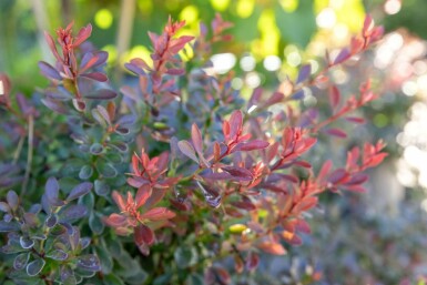 épine-vinette de Thunberg Berberis thunbergii 'Bagatelle' arbuste 20-30 C2 Berberis thunbergii 'Bagatelle' arbuste 20-30 cm