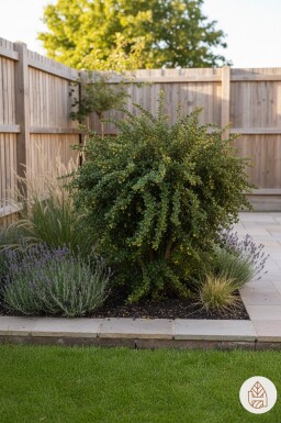 Berberis verruculosa arbuste 30-40 cm