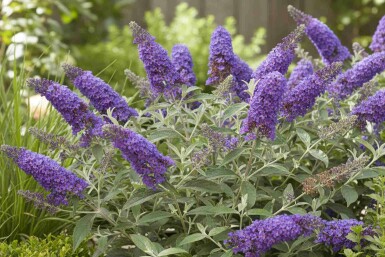 Buddleja davidii 'Free Petite Blue Heaven' arbuste 30-40 cm