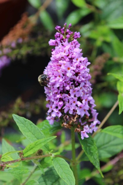 Arbre à papillons Buddleja 'Lilac Chip' arbuste 50-60 C12 Buddleja 'Lilac Chip' arbuste 50-60 cm