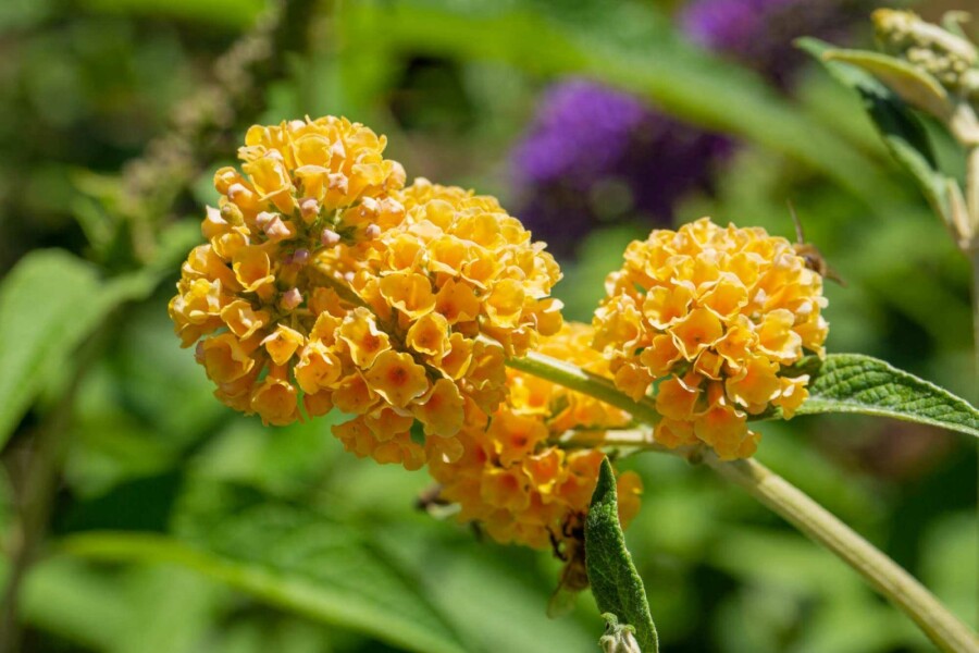 Arbre aux papillons Buddleja weyeriana 'Sungold' arbuste 30-40 C3 Buddleja weyeriana 'Sungold' arbuste 30-40 cm