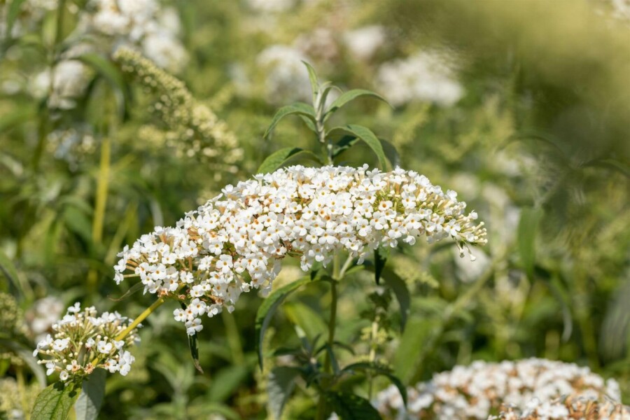 Arbre aux papillons Buddleja 'White Chip' arbuste 50-60 C12 Buddleja 'White Chip' arbuste 50-60 cm