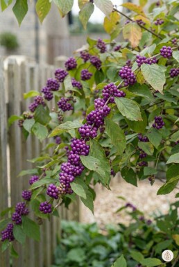 Callicarpa bodinieri 'Profusion' arbuste 40-60 cm