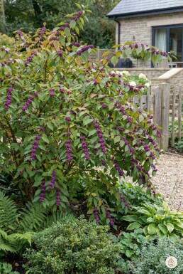 Callicarpa bodinieri 'Profusion' arbuste 100-125 cm