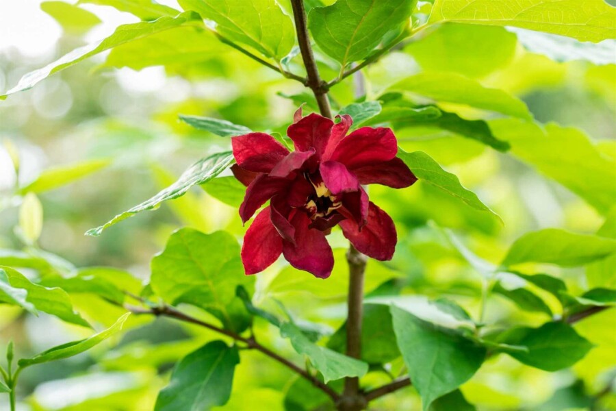 Calycanthe Calycanthus floridus arbuste 40-50 C5 Calycanthus floridus arbuste 40-50 cm