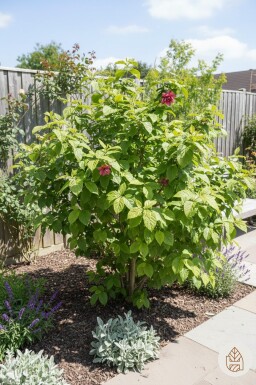 Calycanthus floridus arbuste 40-50 cm