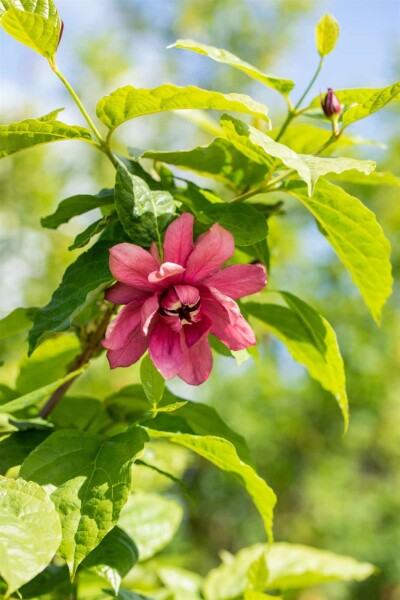 Calycanthe Calycanthus floridus arbuste 125-150 C15 Calycanthus floridus arbuste 125-150 cm
