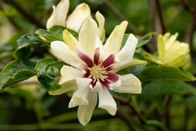 Calycanthe Calycanthus 'Venus' arbuste 30-40 C3 Calycanthus 'Venus' arbuste 30-40 cm