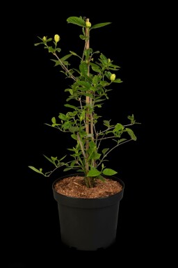 Calycanthe Calycanthus 'Venus' arbuste 60-80 C10 Calycanthus 'Venus' arbuste 60-80 cm