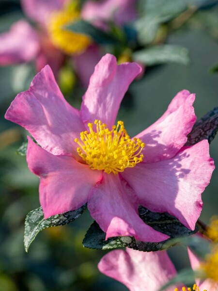 Camélia de noël Camellia sasanqua 'Cleopatra' arbuste 30-40 C3 Camellia sasanqua 'Cleopatra' arbuste 30-40 cm
