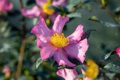 Camélia de noël Camellia sasanqua 'Cleopatra' arbuste 30-40 C3 Camellia sasanqua 'Cleopatra' arbuste 30-40 cm