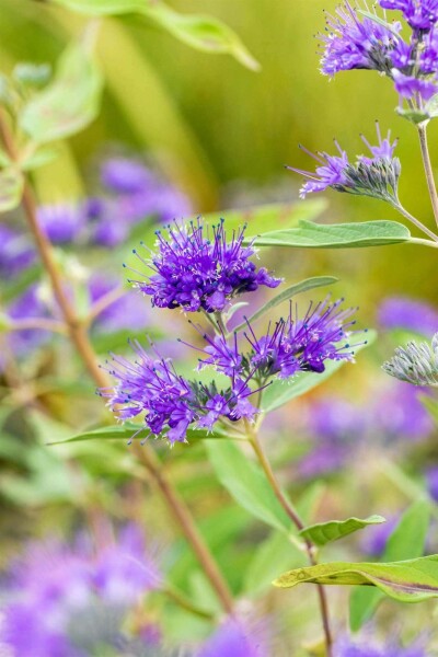 Barbe bleue Caryopteris clandonensis 'Heavenly Blue' arbuste 30-40 C2 Caryopteris clandonensis 'Heavenly Blue' arbuste 30-40 cm