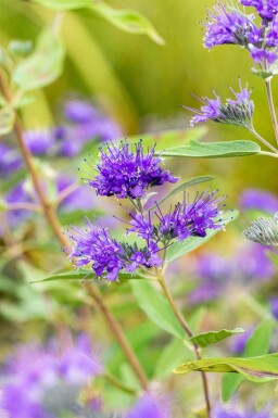 Barbe bleue Caryopteris clandonensis 'Heavenly Blue' arbuste 30-40 C2 Caryopteris clandonensis 'Heavenly Blue' arbuste 30-40 cm