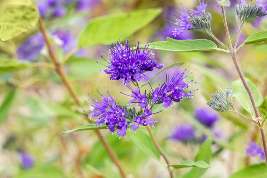 Barbe bleue Caryopteris clandonensis 'Heavenly Blue' arbuste 30-40 C2 Caryopteris clandonensis 'Heavenly Blue' arbuste 30-40 cm