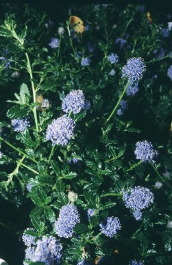 céanothe Ceanothus 'Blue Mound' arbuste Ceanothus 'Blue Mound' arbuste