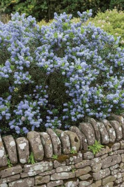 Ceanothus burkwoodii arbuste 40-50 cm