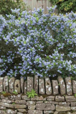 Lilas de californie Ceanothus burkwoodii arbuste 40-50 C3 Ceanothus burkwoodii arbuste 40-50 cm