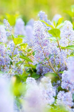 Céanothe Ceanothus 'Gloire de Versailles' arbuste 30-40 C2 Ceanothus 'Gloire de Versailles' arbuste 30-40 cm