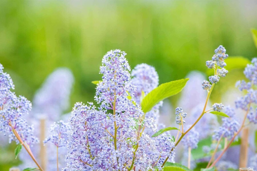 Céanothe Ceanothus 'Gloire de Versailles' arbuste 30-40 C2 Ceanothus 'Gloire de Versailles' arbuste 30-40 cm
