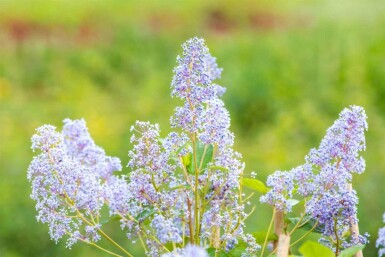 Céanothe Ceanothus 'Gloire de Versailles' arbuste 50-60 C10 Ceanothus 'Gloire de Versailles' arbuste 50-60 cm