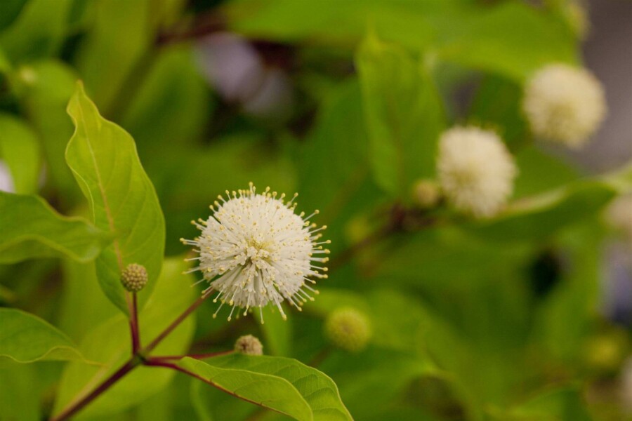 Bois-bouton Cephalanthus occidentalis arbuste 50-60 C7,5 Cephalanthus occidentalis arbuste 50-60 cm